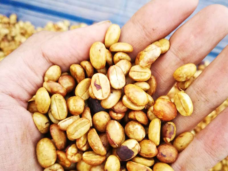 タイ・ドイパンコン・メーラーク・イエローハニー - 画像 (3)