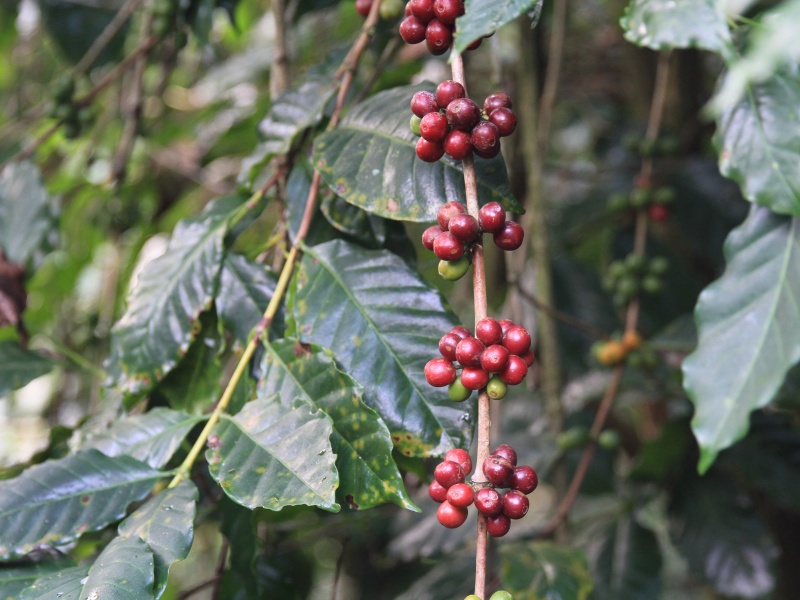 タイ・ドイパンコン・メーラーク・イエローハニー - 画像 (2)