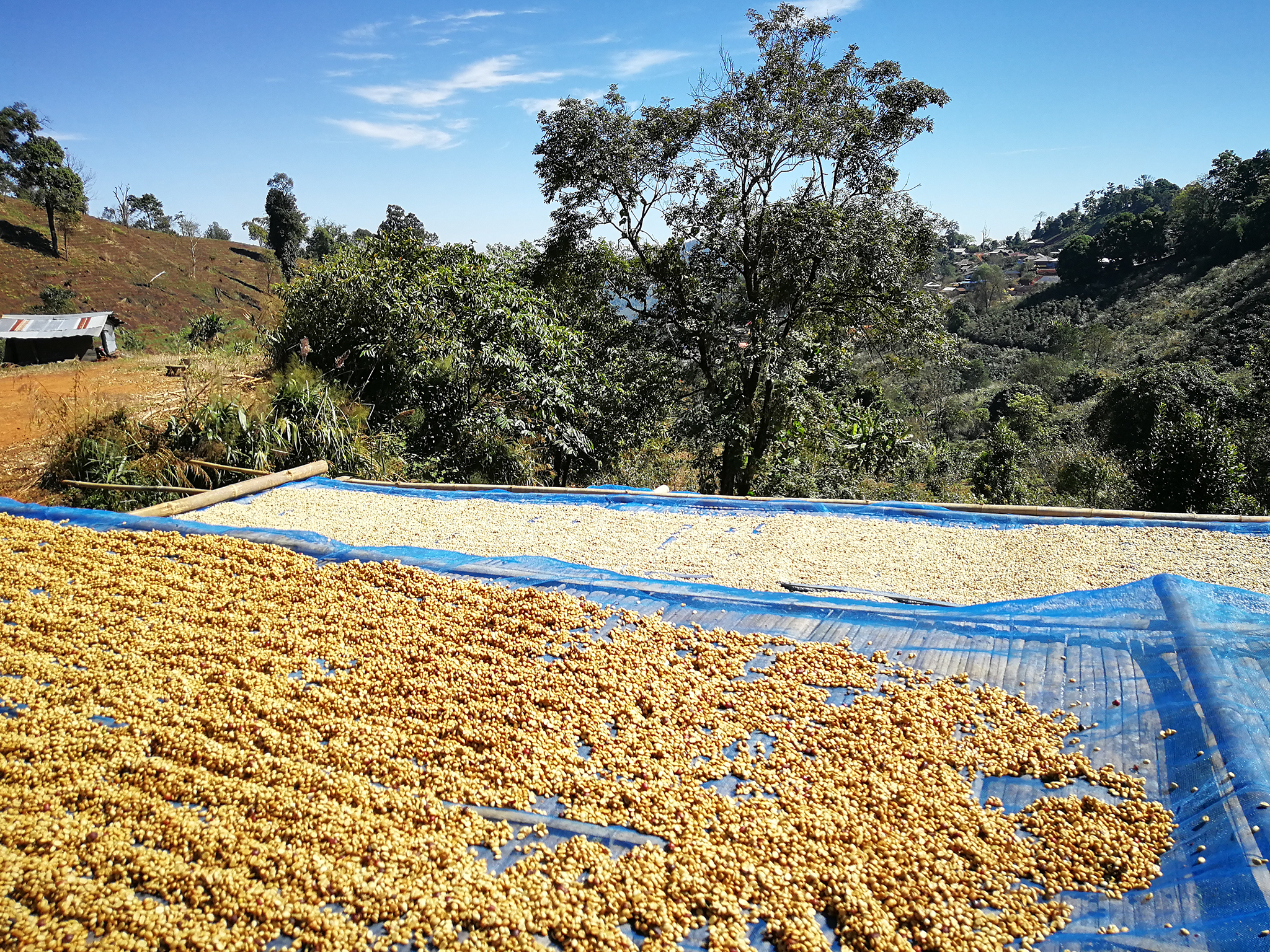 タイ・ドイパンコン・メーラーク・イエローハニー - 画像 (4)