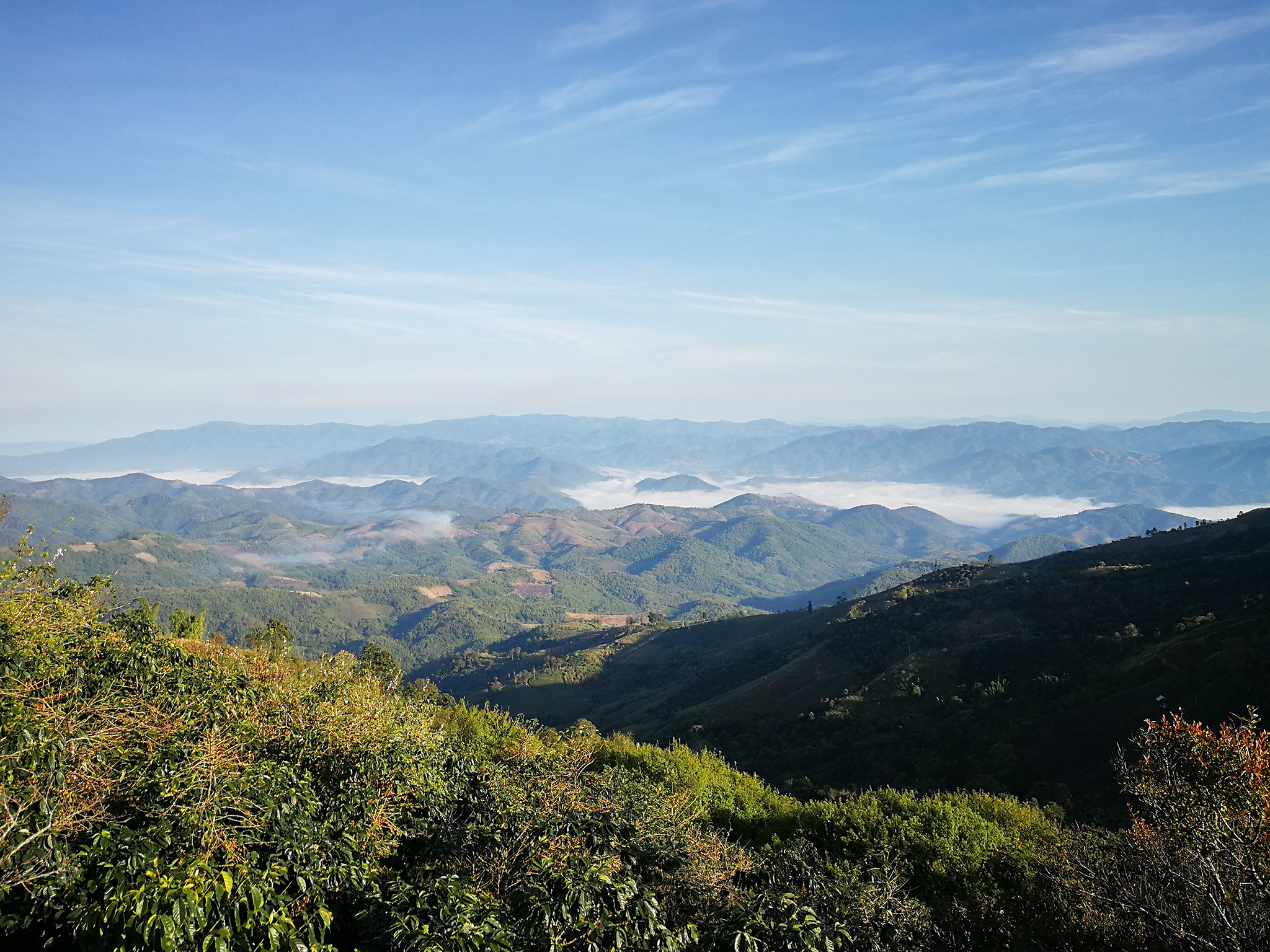 タイ・ドイパンコン・メーラーク・イエローハニー - 画像 (7)