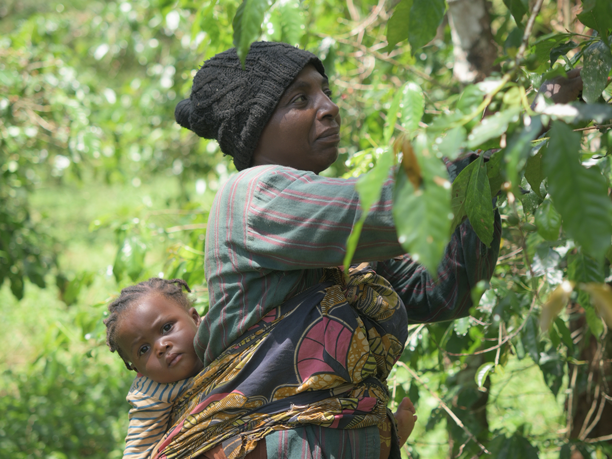 ネパール・ヒマラヤン・イエティ 100g - 画像 (2)