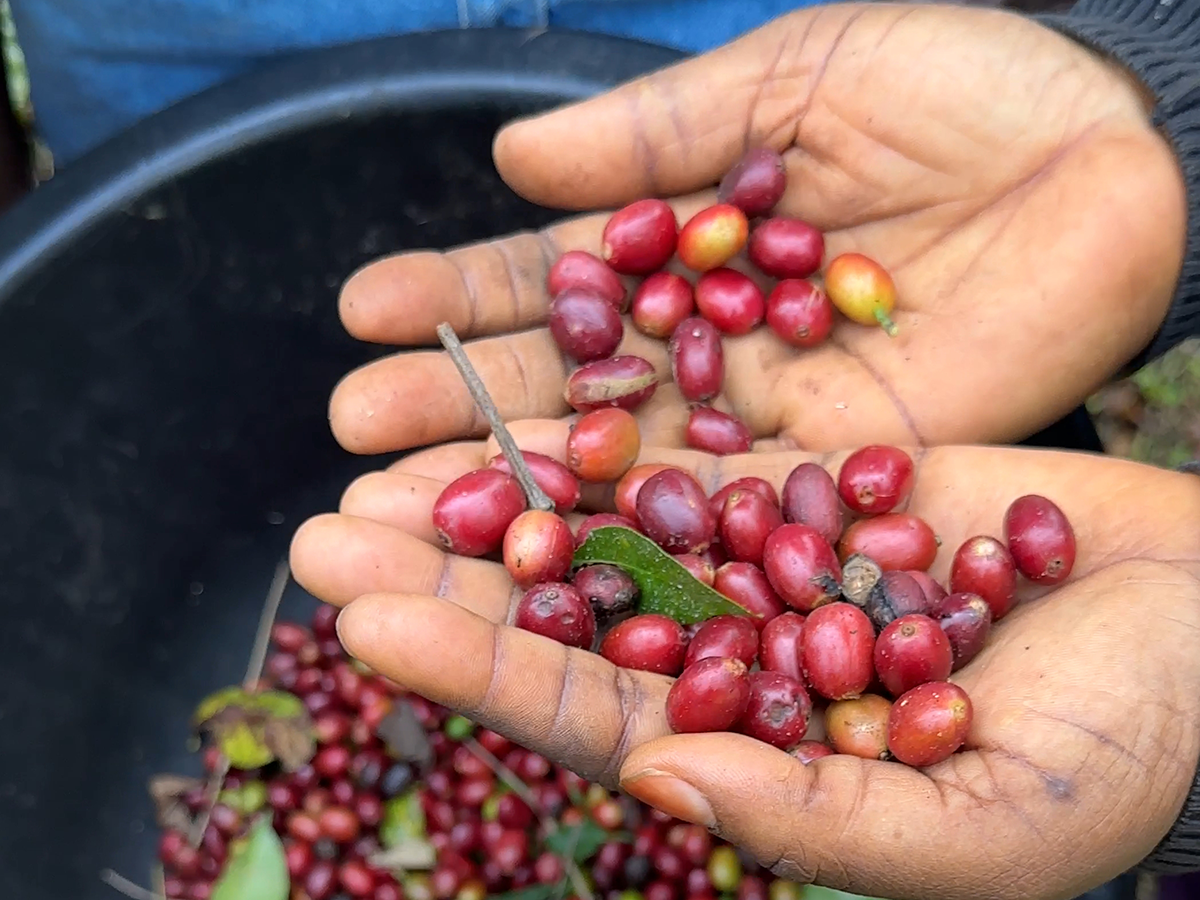 ネパール・ヒマラヤン・イエティ 100g - 画像 (4)